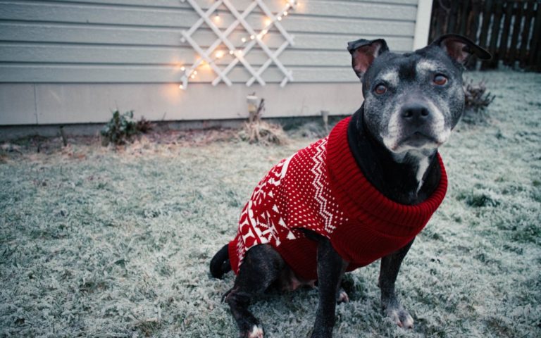 Photo Holiday Sweater